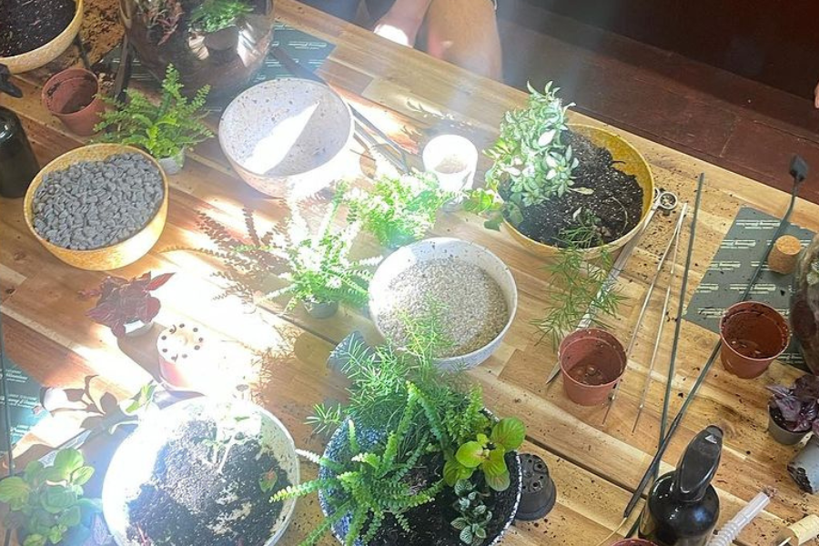 5 Plants For Terrariums