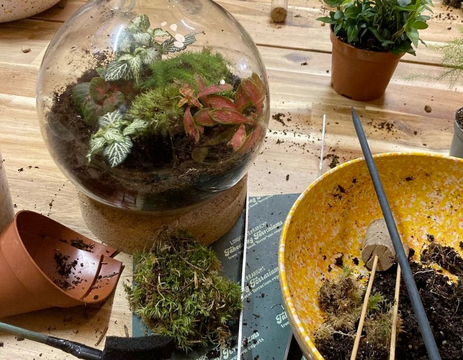 The Best Soil Mix For A Thriving Terrarium London Terrariums