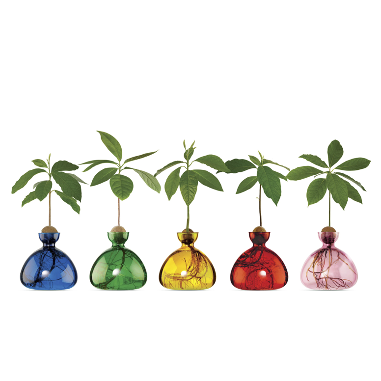 Ilex Studio Avocado Vases & Acorn Vases London Terrariums