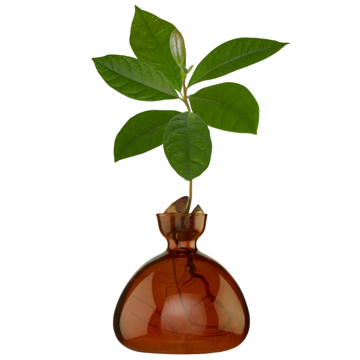 Avocado Vase in Brown Glass by Ilex Studio London Terrariums