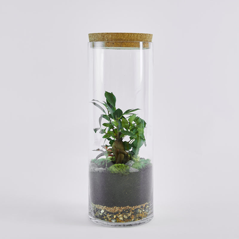 Medium Ficus Cylinder Terrarium London Terrariums
