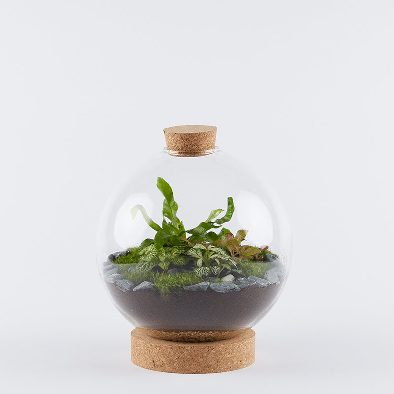 Large Globe Terrarium London Terrariums