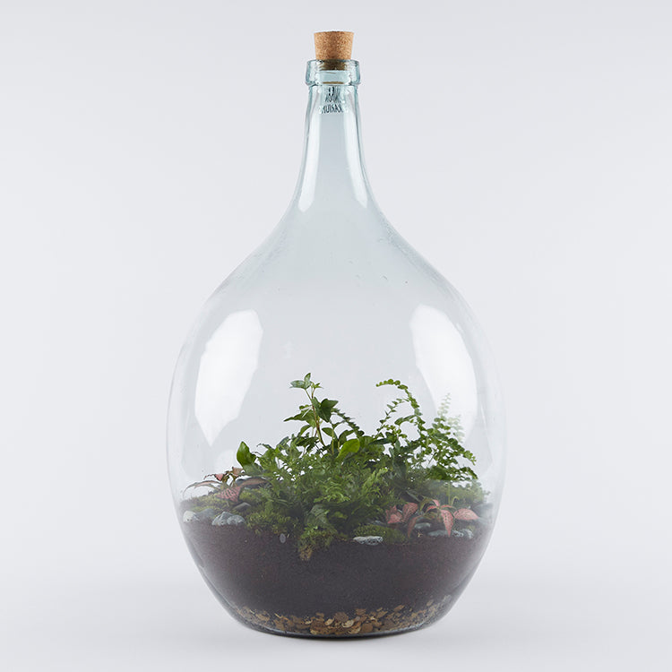 A large teardop carboy terrarium, planted with fittonia ivy and ferns on a bed of bun moss. These closed glass terrariums will continue to grow and thrive with minimal care and attention needed. 