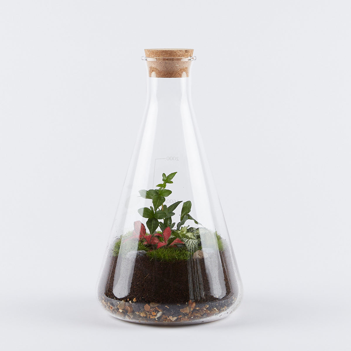 Medium Conical Flask Terrarium London Terrariums