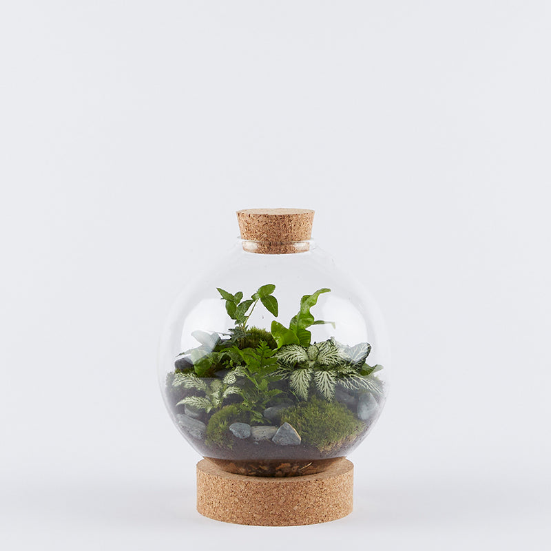 Medium Globe Terrariums London Terrariums