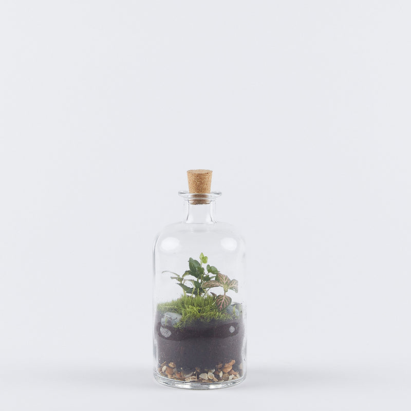 Minijohn planted terrarium, planted with fittonia and bun moss. This size of terrarium make ideal housewarming gifts. 