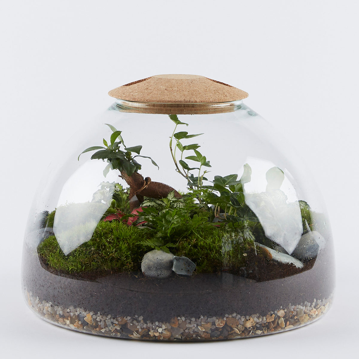 The Large Dome Terrarium London Terrariums