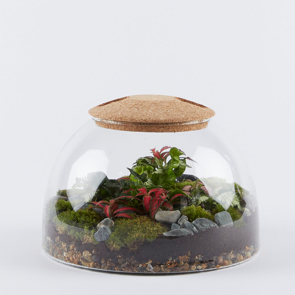 Medium Dome Closed Glass Terrarium featuring glass dome, a collaboration between LSA International and the Eden Project. This closed glass terrarium is planted with fitonnia, ferns and moss. 