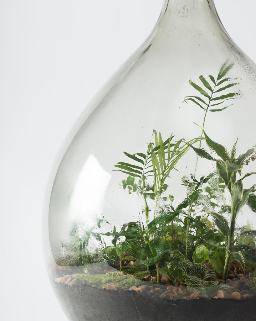Carboy Terrarium planted with ferns and minature plants