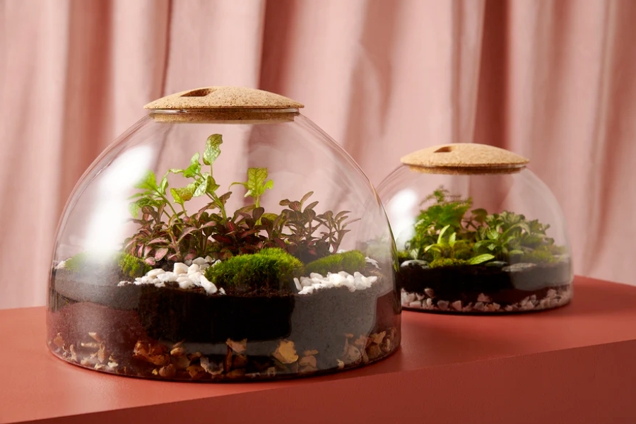 Closed Glass Terrariums planted by hand by London Terrariums