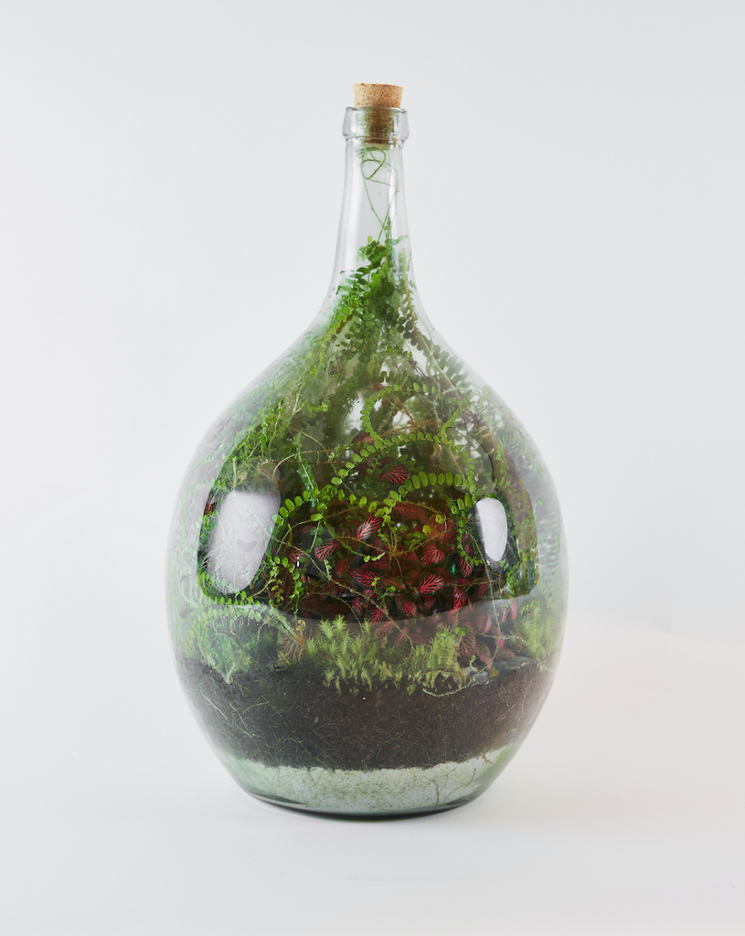 A thriving planted glass terrarium, full with ferns and fittonia