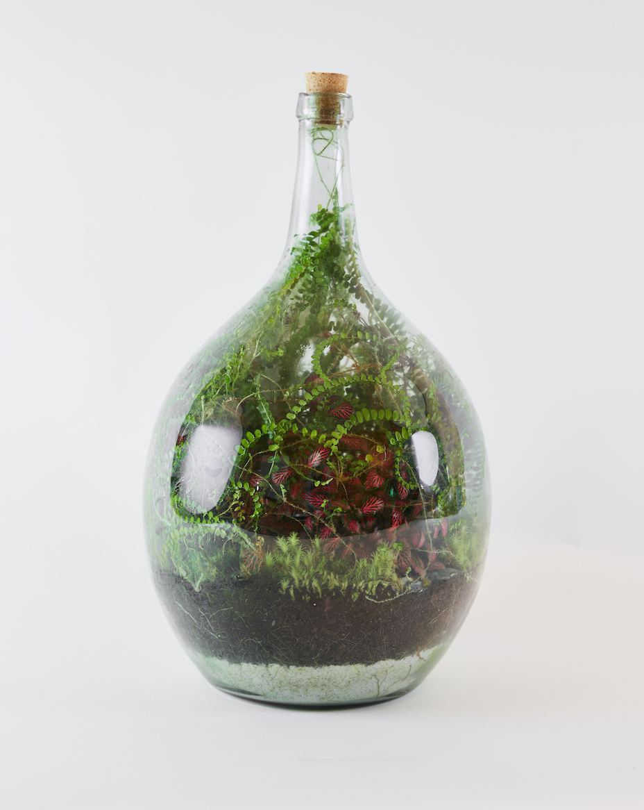 Terrarium Troubleshooting  Solve Gardening Problems – London