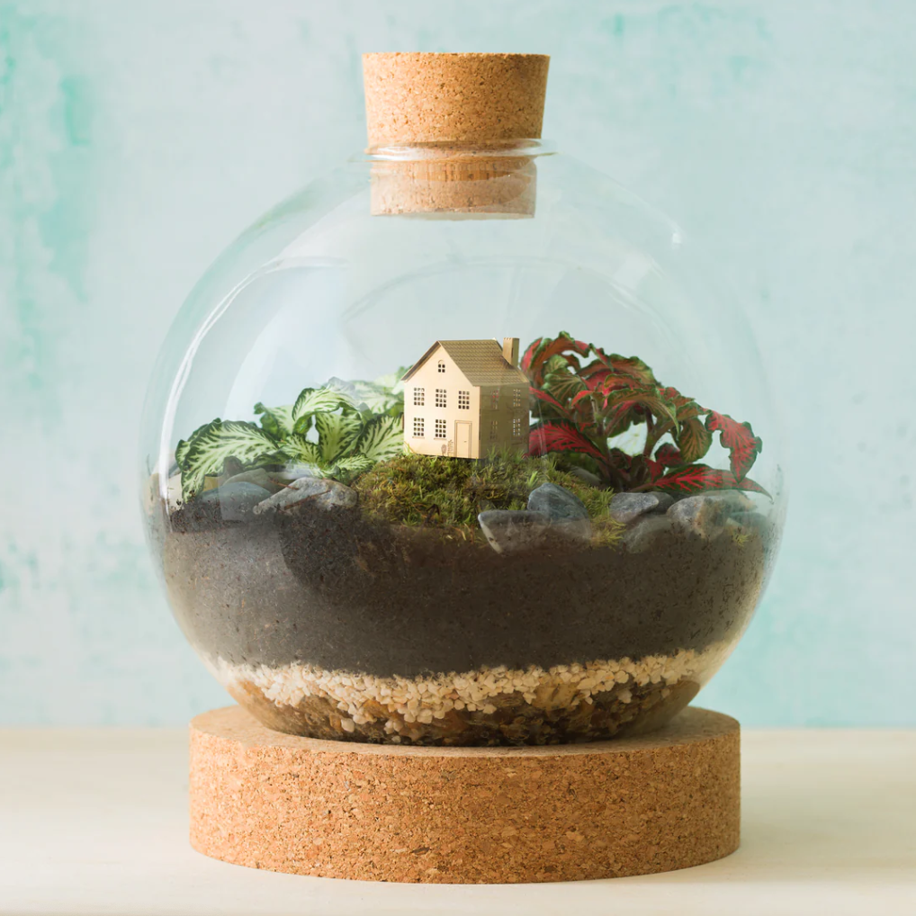 extra large plant terrarium uk Large Ficus Cylinder Terrarium – London Terrariums