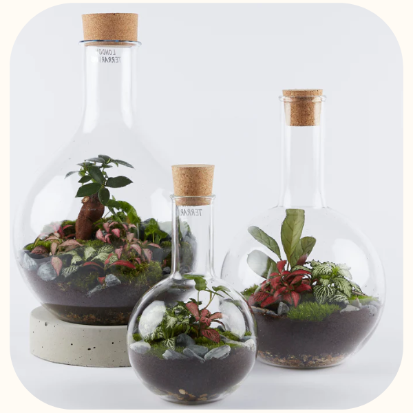 Scientific Flask Terrariums