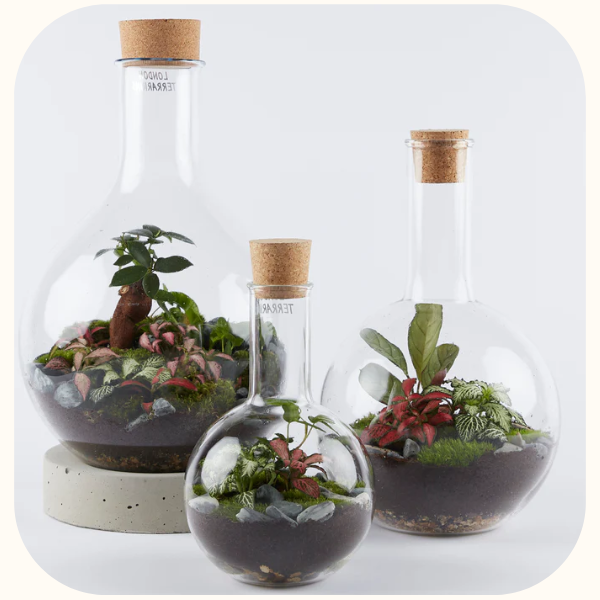 Terrariums Riddles Collections – London Terrariums