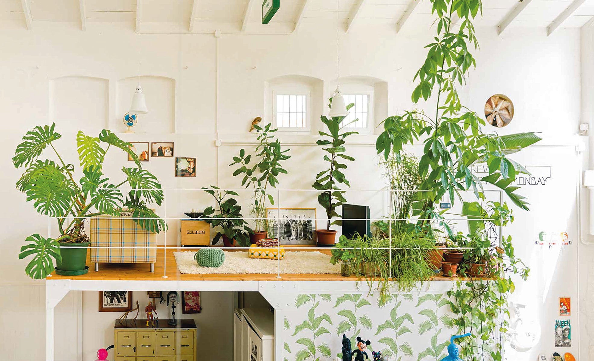 Ultimate Wonder Plants – London Terrariums