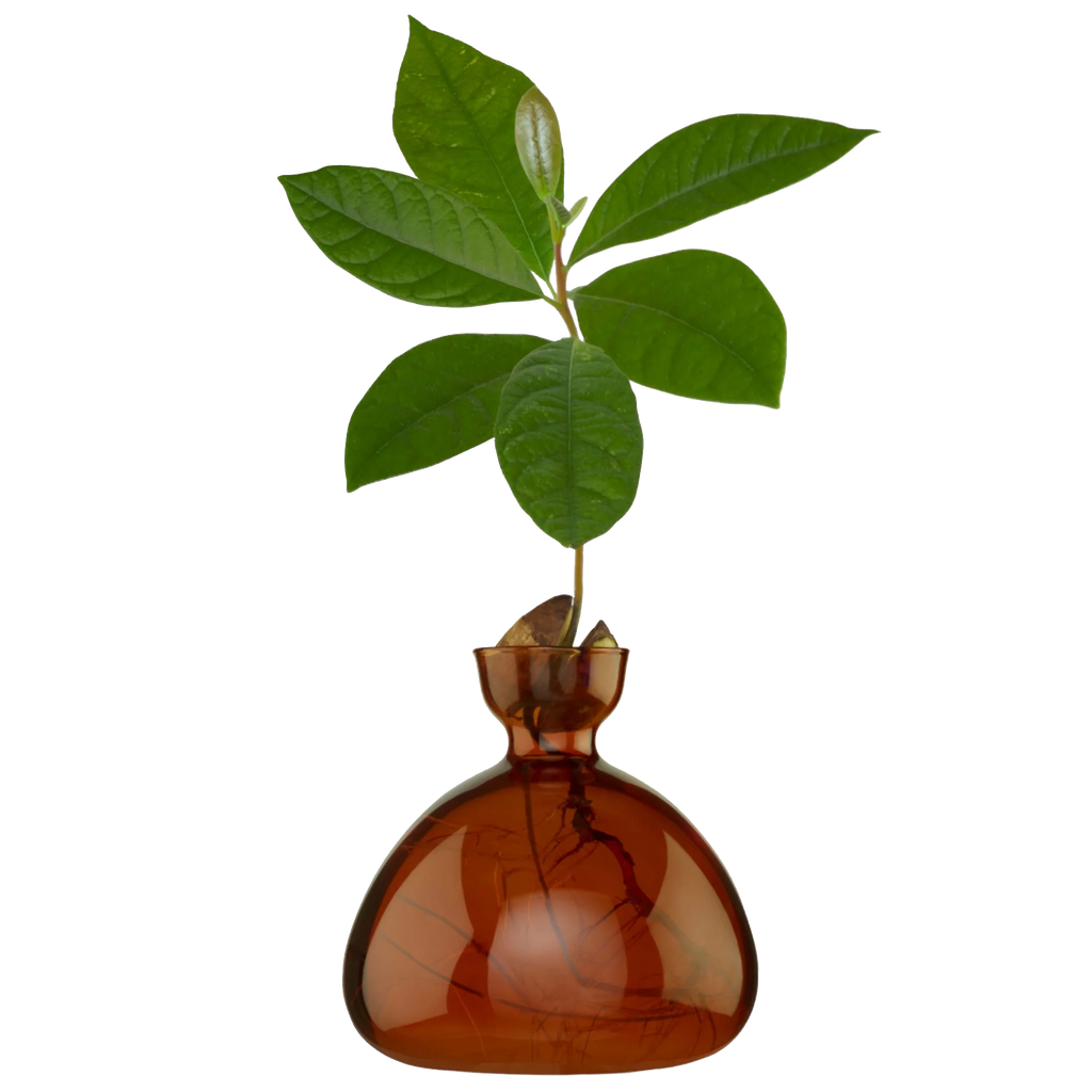 Avocado Vase in Russet Brown Glass by Ilex Studio at London Terrariums