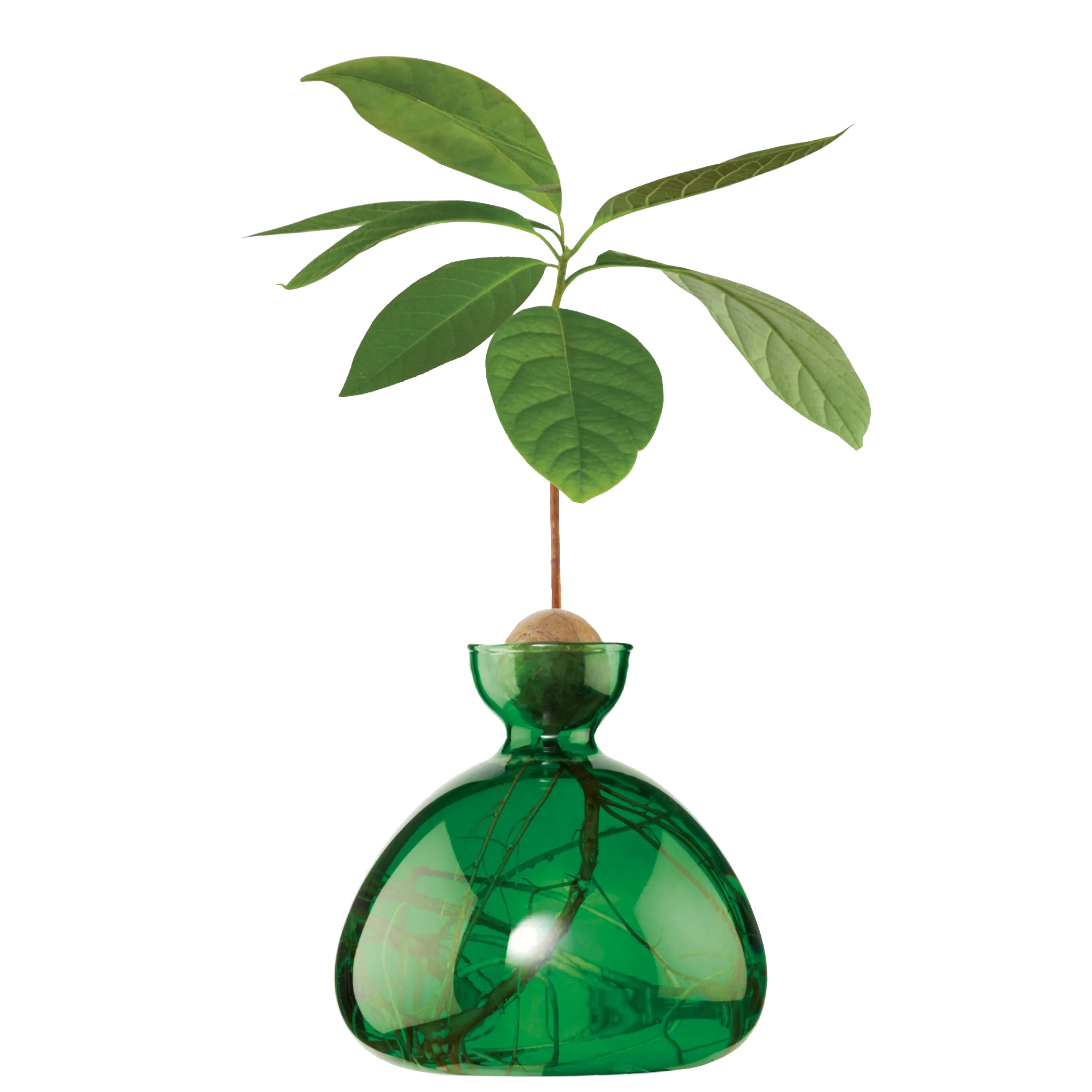 菊地元野 AVOCADO BORDER Y鉢　raw life factory Ilex Studio Avocado Vase - Clear | Art & Decor | Huckberry