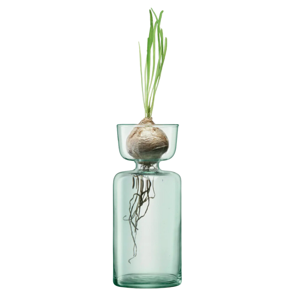Vulp Vase Clear Glass Acorn Vase by Ilex Studio – London Terrariums