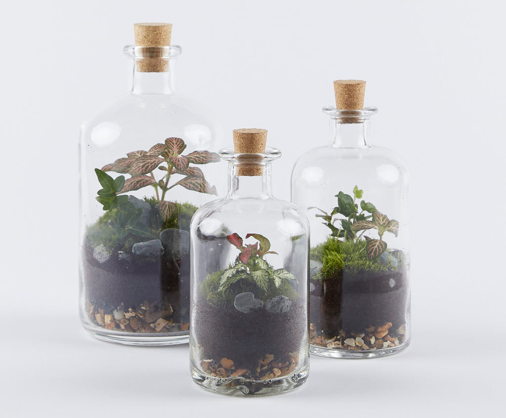 The full Demijohn terrarium collection by London Terrariums, each terrarium is planted by hand in our London studio.