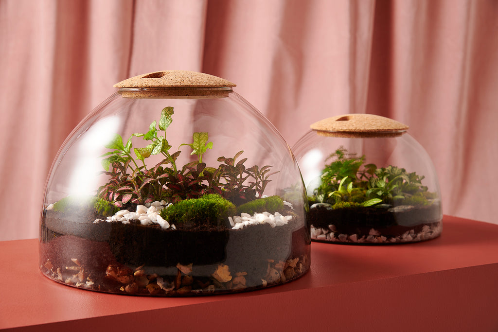 Disc Terrarium Closed Glass Terrariums | Planted in London – London Terrariums