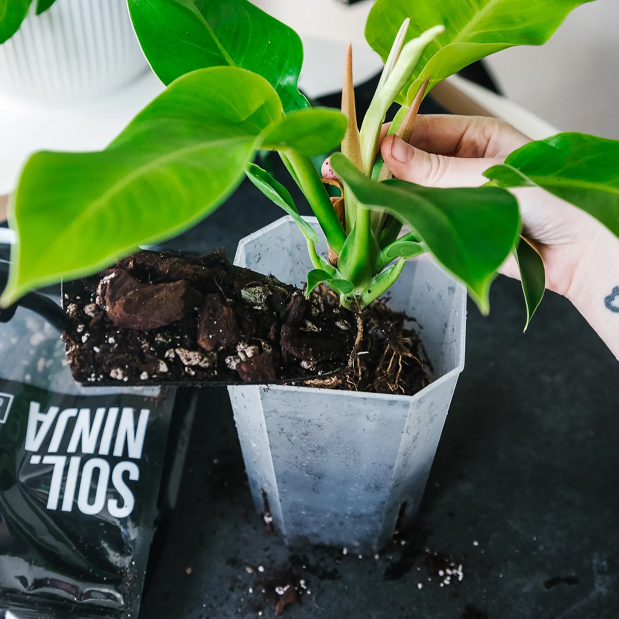 monstera/jungle plant/philodendron mix Monstera & Philodendron Soil Blend – London Terrariums