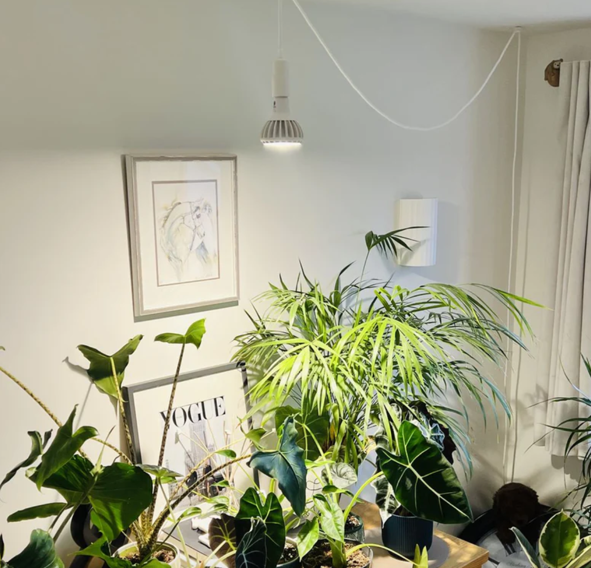 Lampada Per Piante LED 30W Con Attacco E27 - Spettro Completo Per Coltivazione Indoor, Veg E Fiori - Foto 2