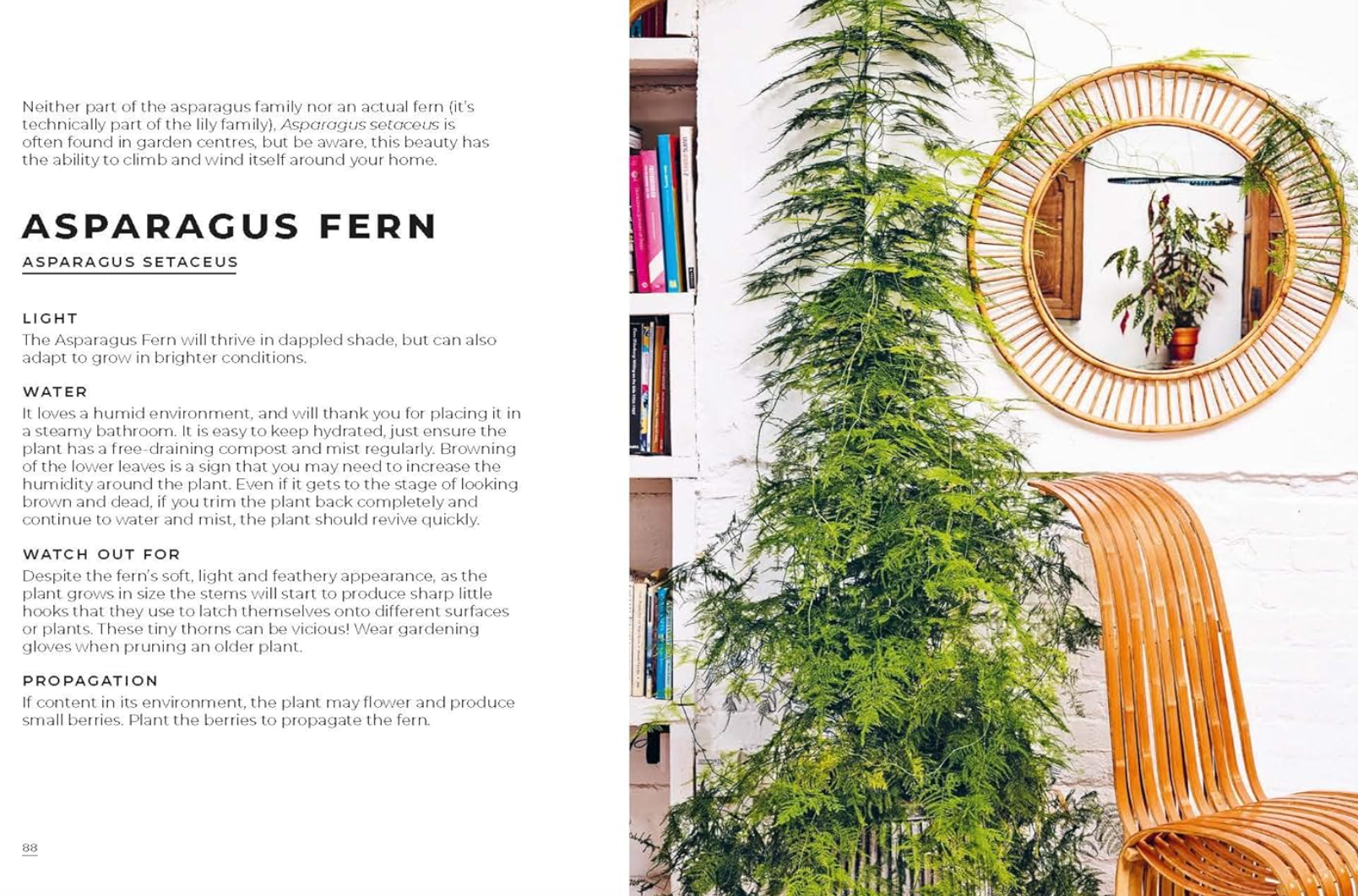 the big book of house plants The Big Book of Houseplants – London Terrariums