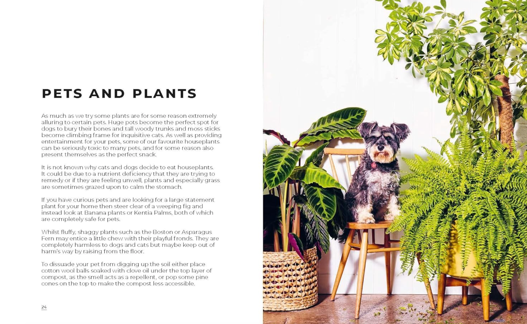 the big book of house plants The Big Book of Houseplants – London Terrariums
