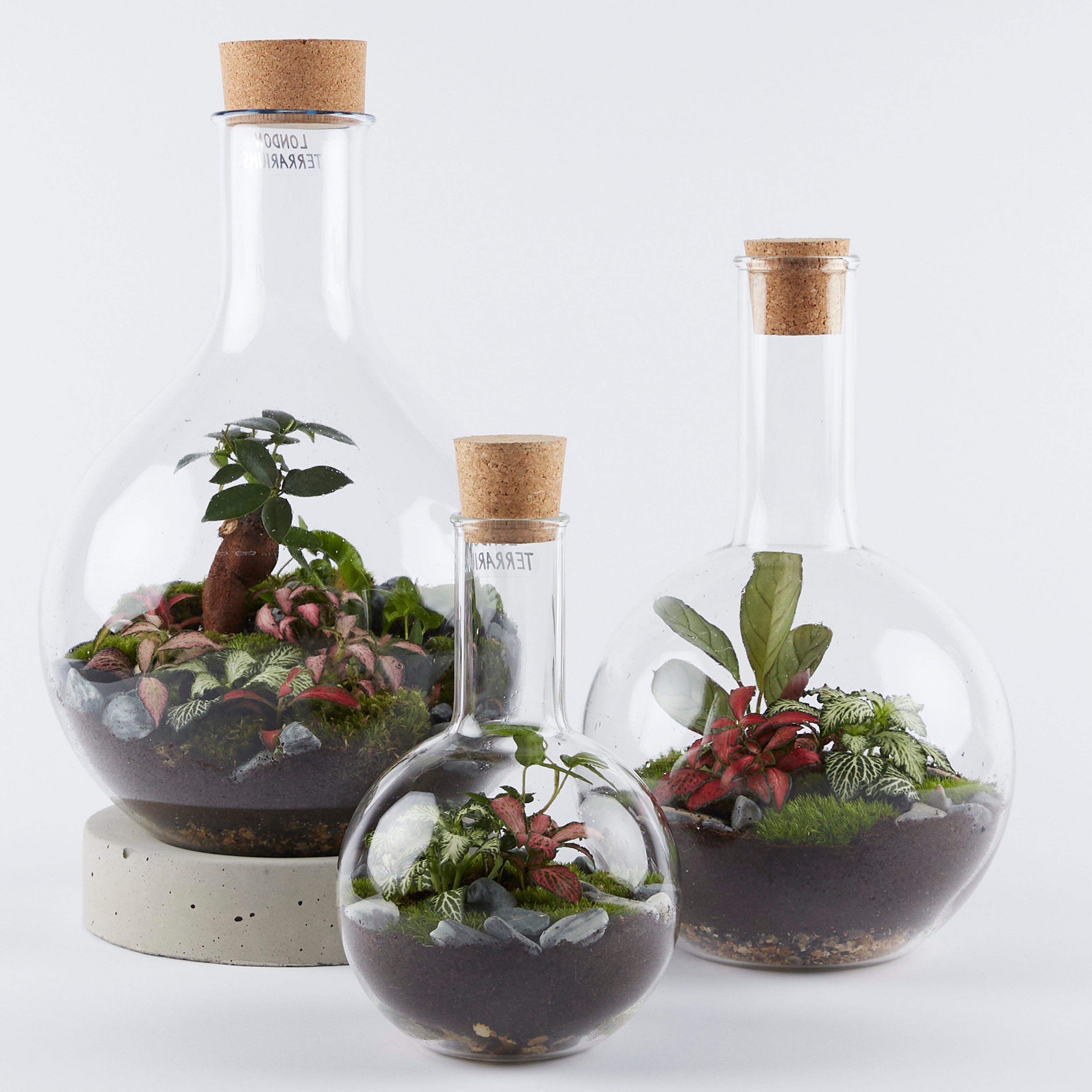 Atrium Flasks Large Boiling Flask Terrarium – London Terrariums