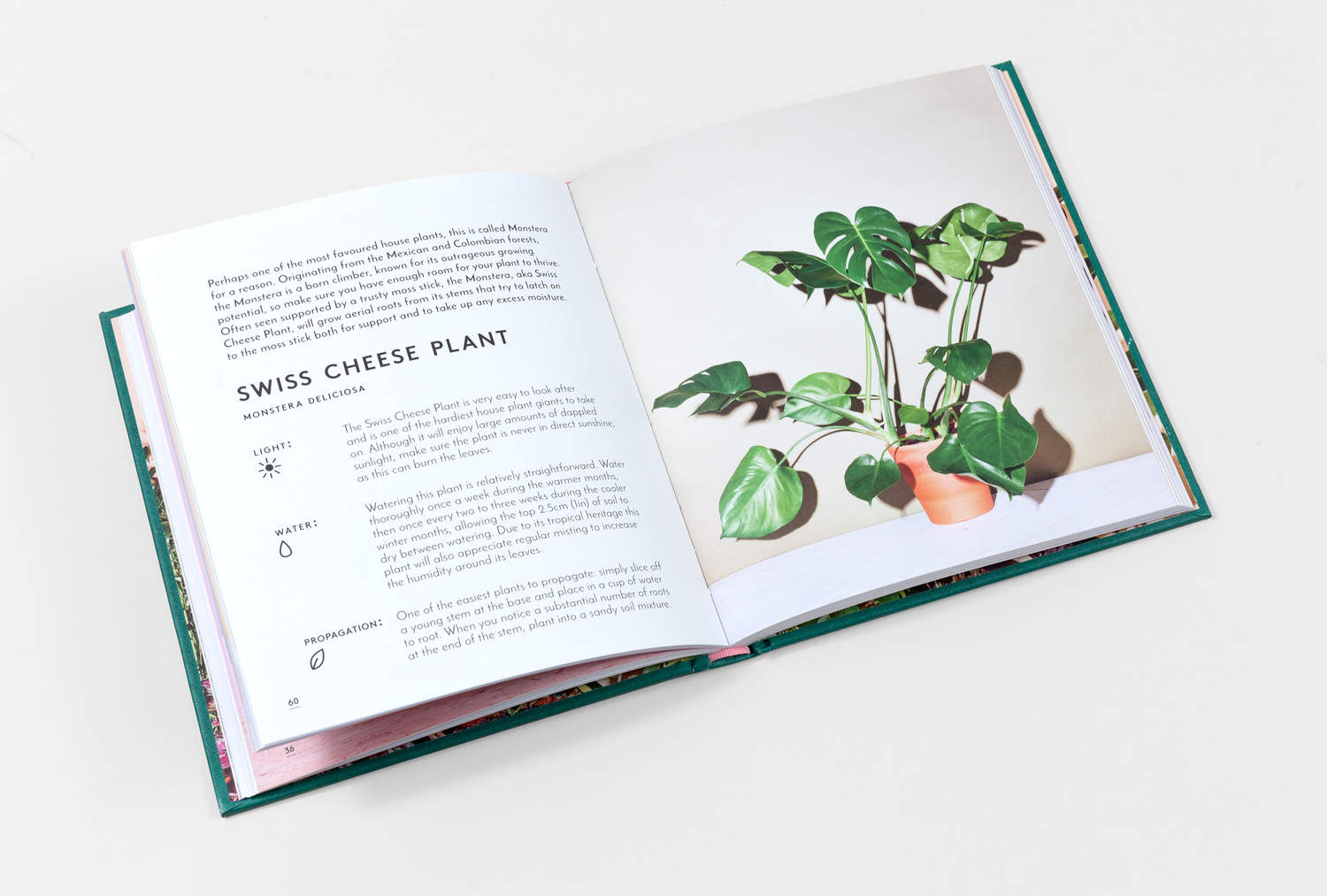 house plants for all book The Little Book of Houseplants and other Greenery – London Terrariums