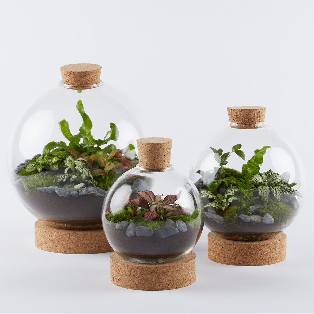 Disc Terrarium Closed Glass Terrariums | Planted in London – London Terrariums