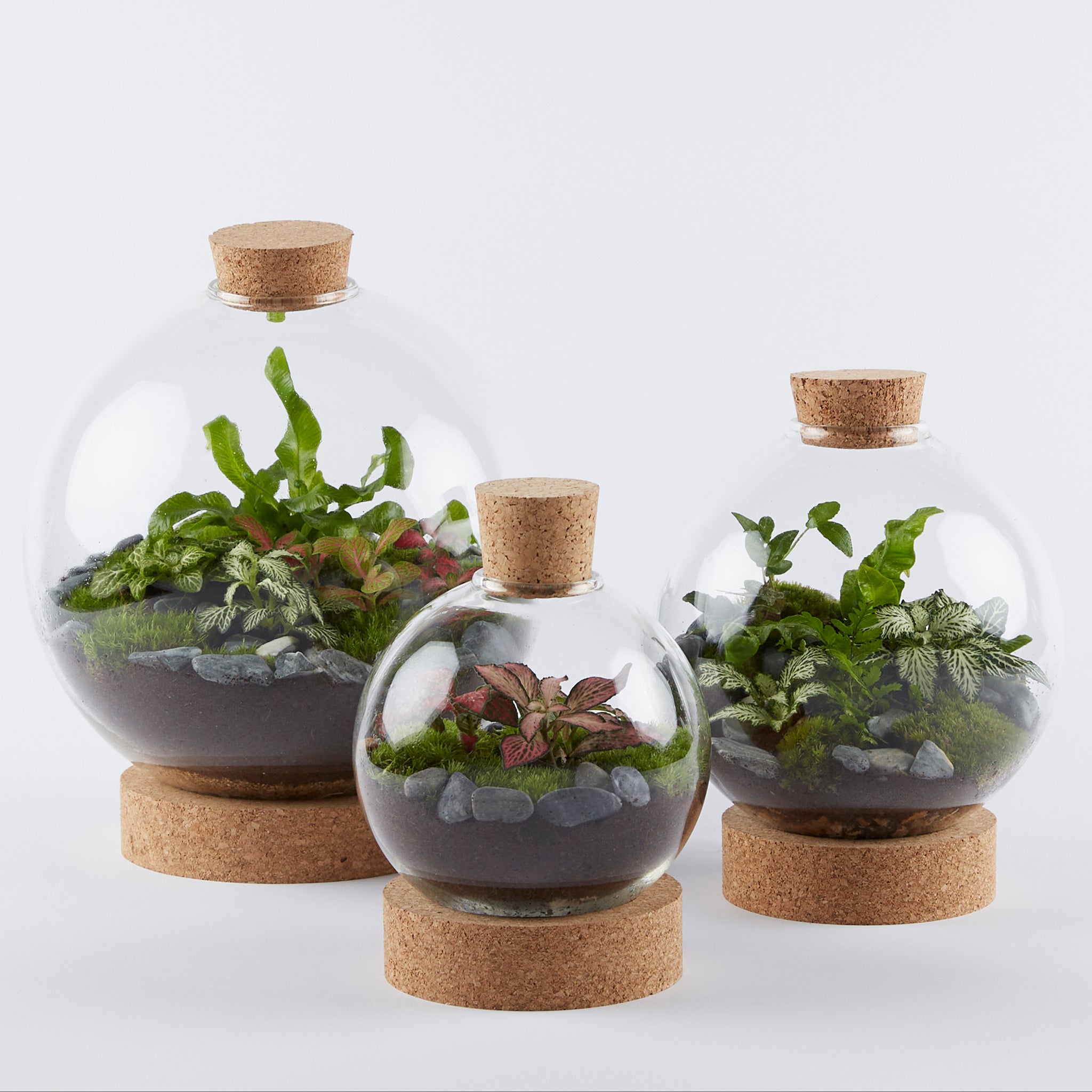 globe terrarium plants Large Globe Terrarium – London Terrariums