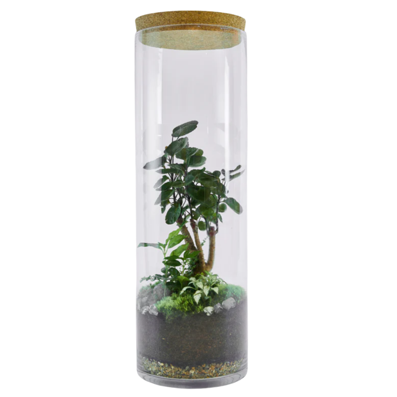 tall glass terrarium for plants Large Ficus Cylinder Terrarium – London Terrariums