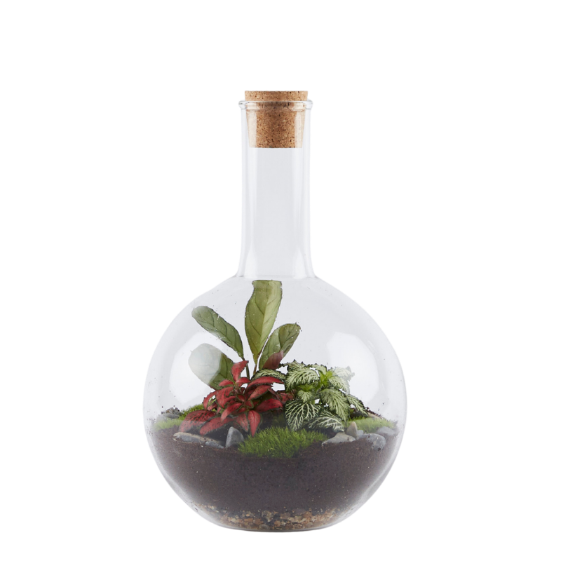 Medium Boiling Flask Terrarium – London Terrariums
