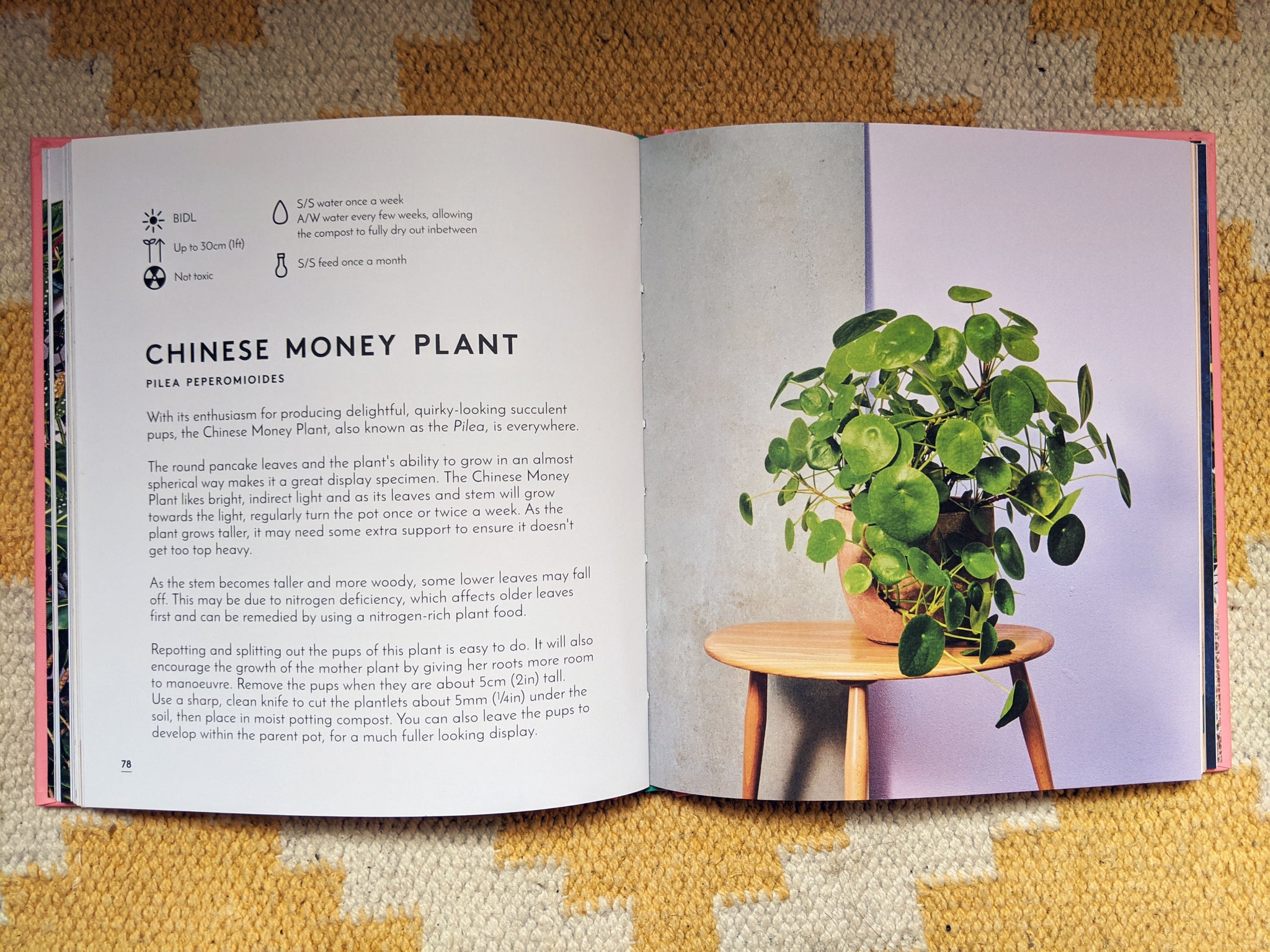 emma sibley house plants The Little Book of Big Plants – London Terrariums