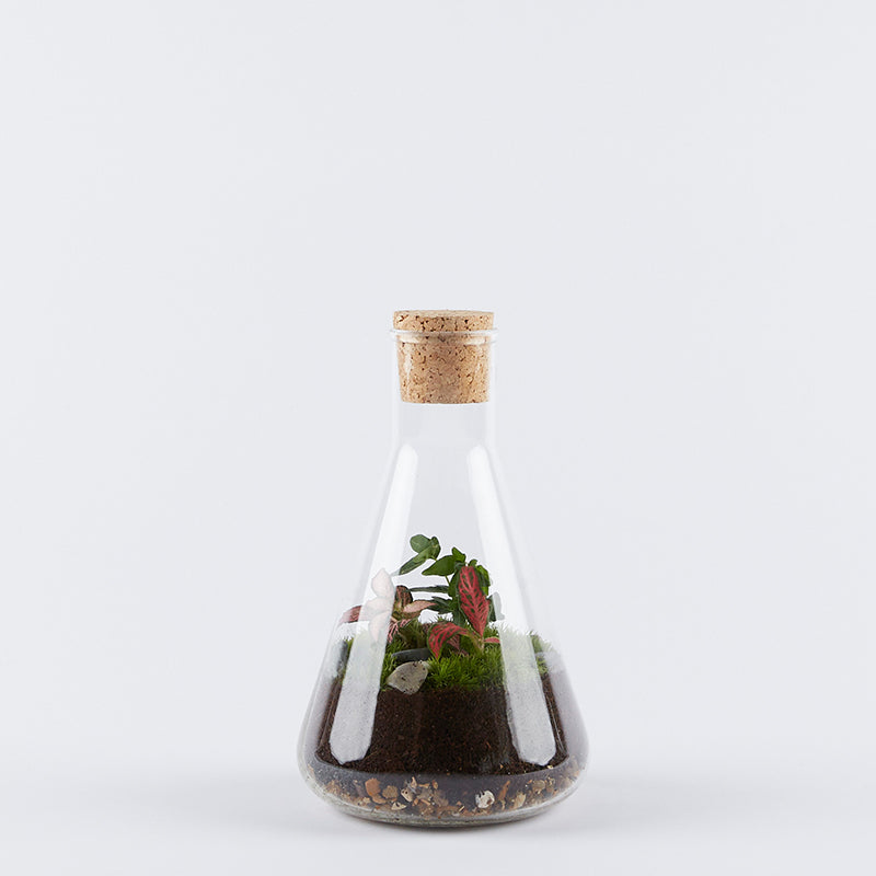 Small Conical Flask Terrarium London Terrariums